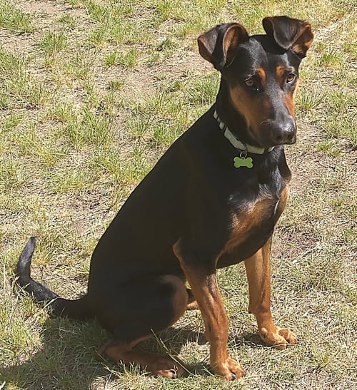 ALFALFA - Doberman Pinscher available for adoption
