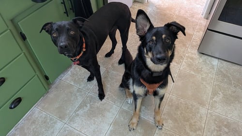 NICKY - Labrador Retriever available for adoption