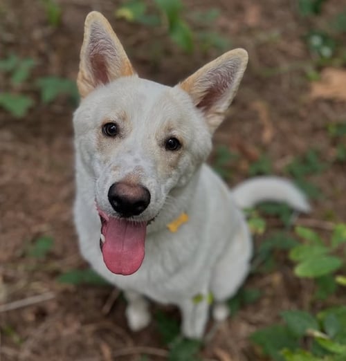 WILEY - Labrador Retriever / Husky for adoption in Seattle