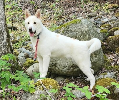 WILEY - Labrador Retriever / Husky for adoption in Seattle