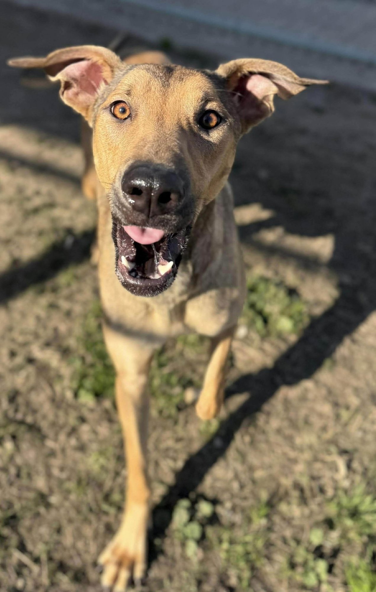 LILLITH - Doberman Pinscher / German Shepherd Dog available for adoption