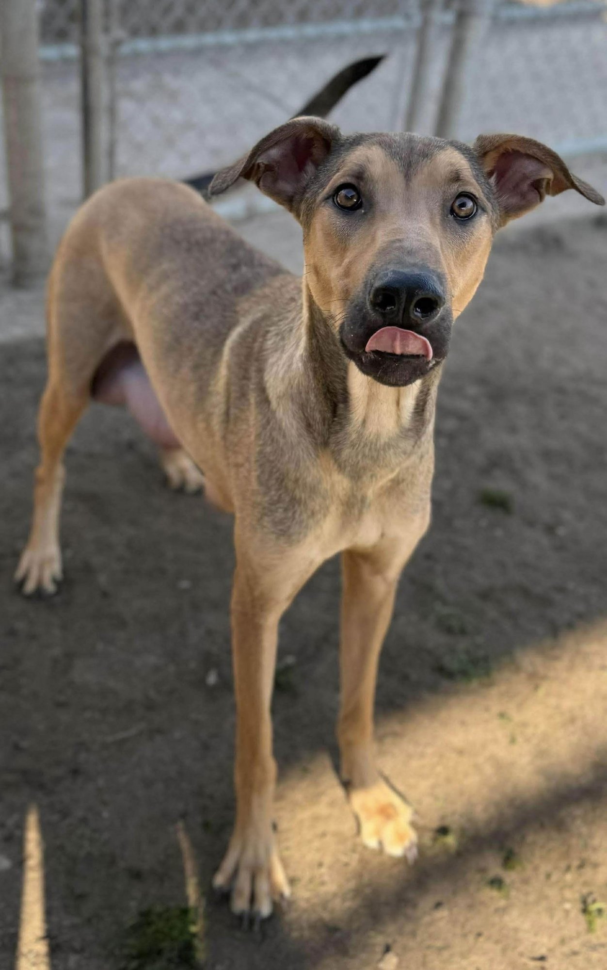 LILLITH - Doberman Pinscher / German Shepherd Dog available for adoption