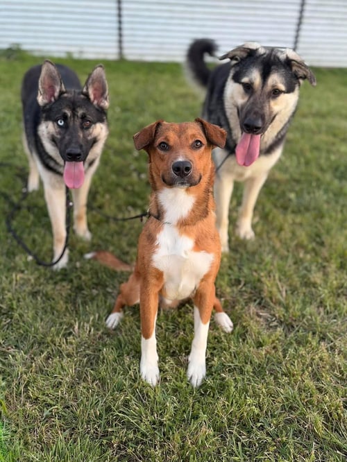 * ROCKY -- HOLD - German Shepherd Dog available for adoption