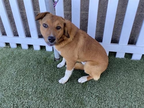 * ROCKY -- HOLD - German Shepherd Dog available for adoption
