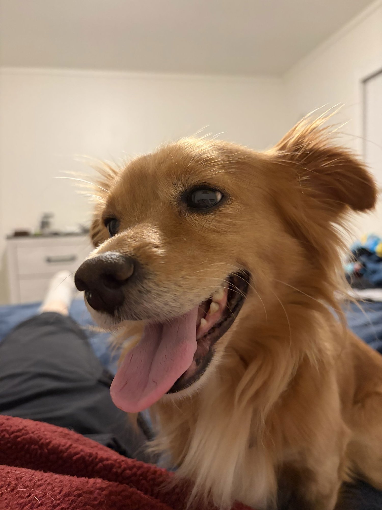 *ROOSTER - HOLD - Chihuahua available for adoption