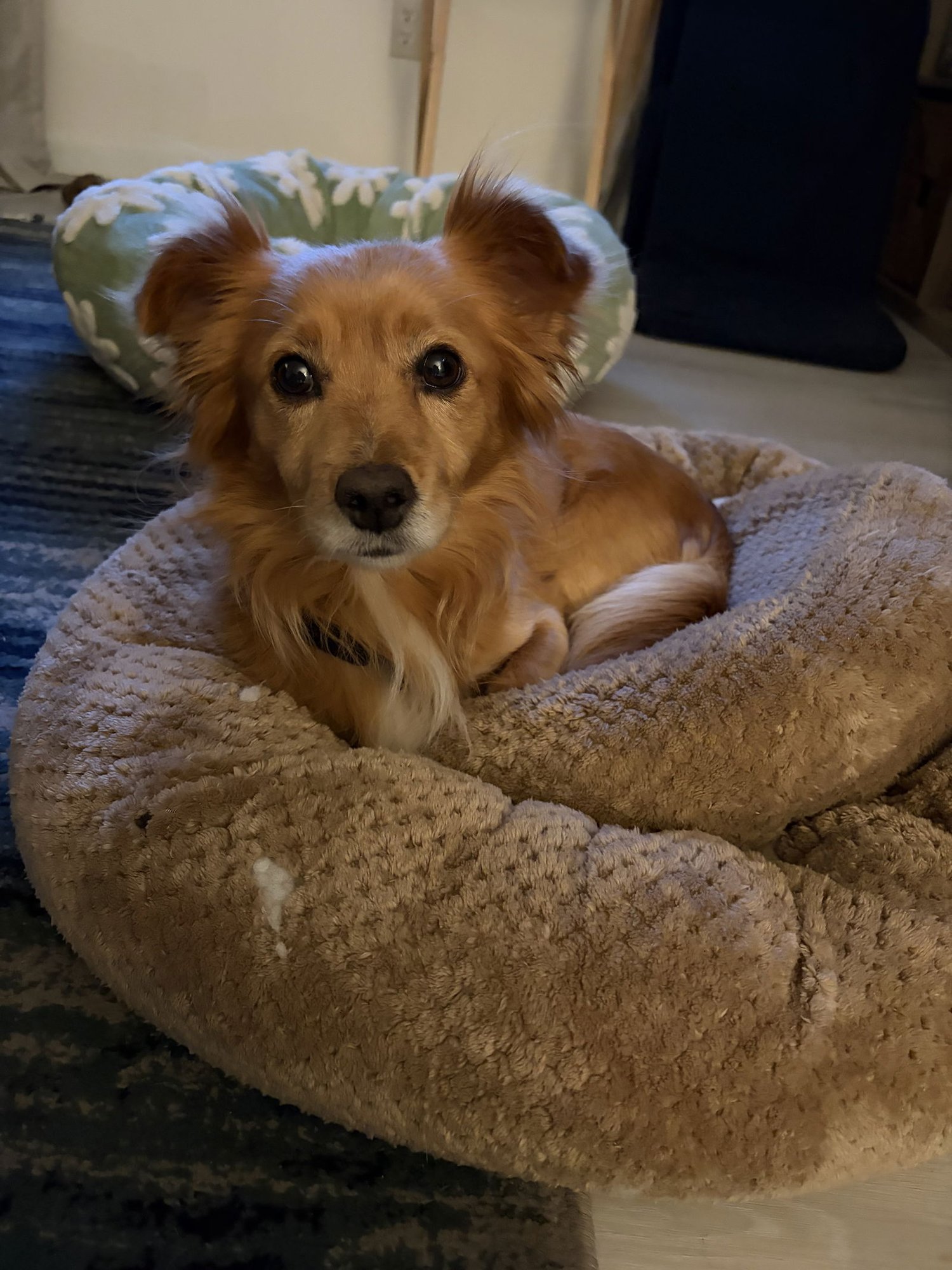 *ROOSTER - HOLD - Chihuahua available for adoption