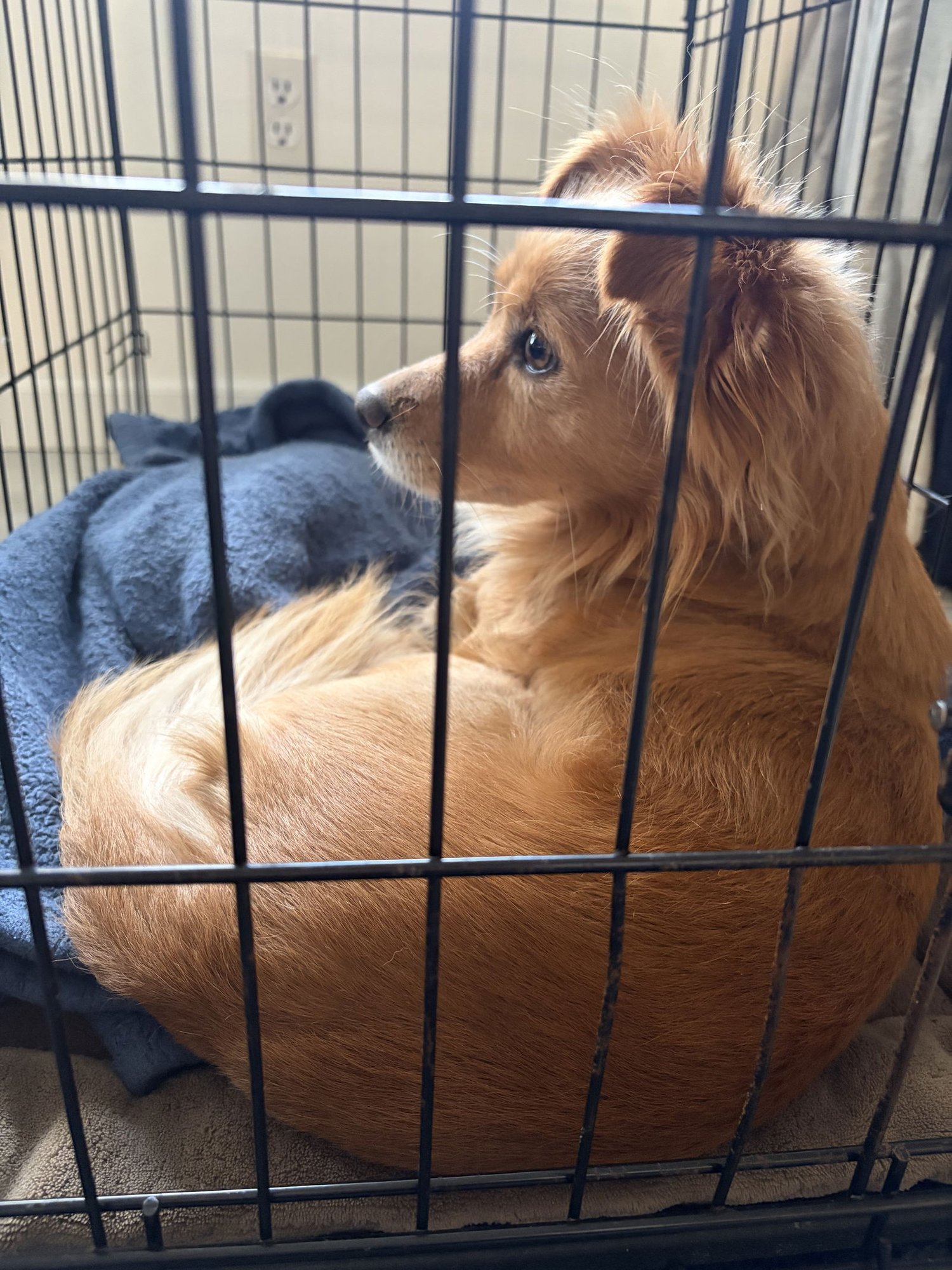 *Rooster - HOLD - Photo 3