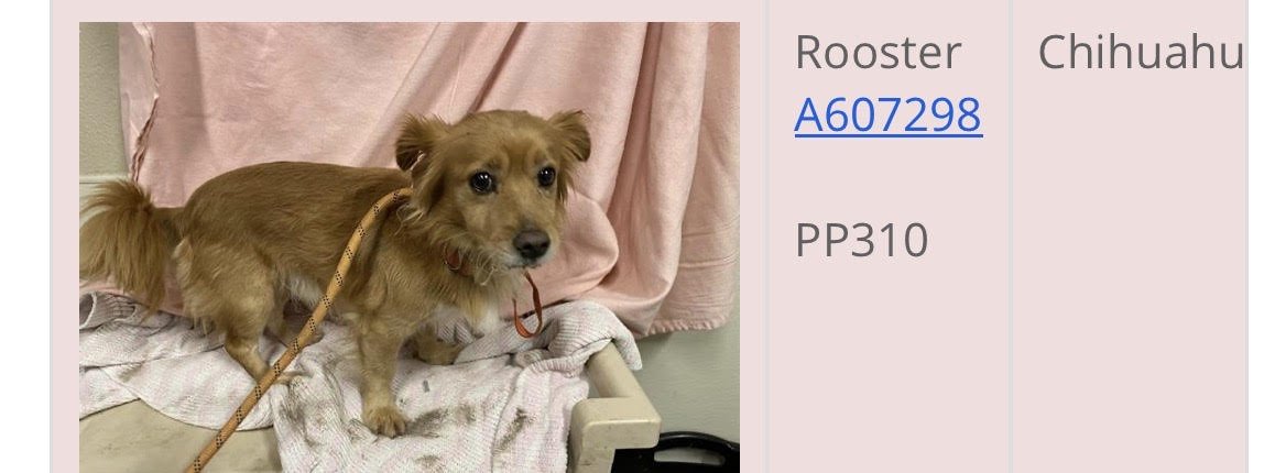 *Rooster - HOLD - Photo 4