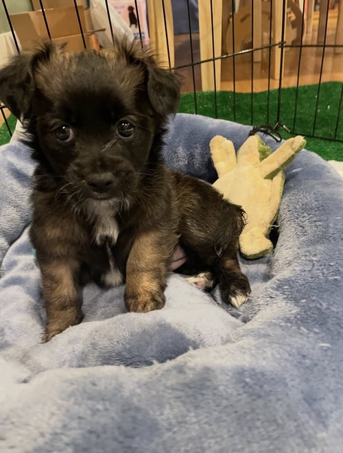 DUCKY - Chihuahua available for adoption