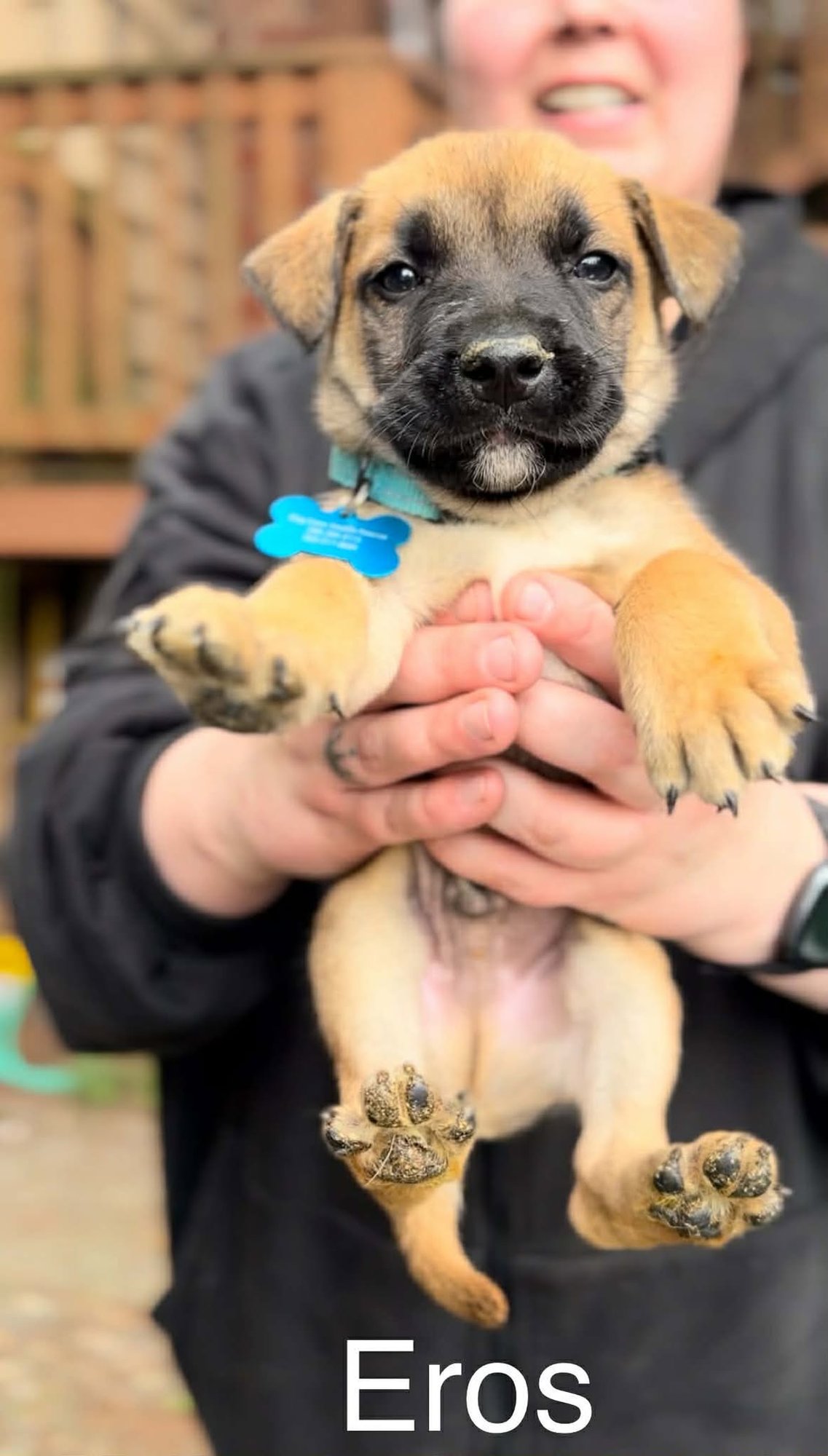 EROS - German Shepherd Dog / Belgian Shepherd Malinois available for adoption