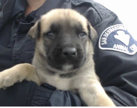 EROS - German Shepherd Dog / Belgian Shepherd Malinois available for adoption