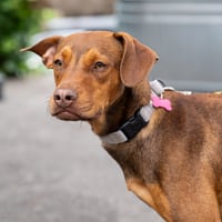 Leela - Photo 6