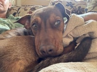 Leela - Photo 8