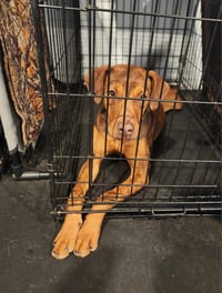 Leela - Photo 11