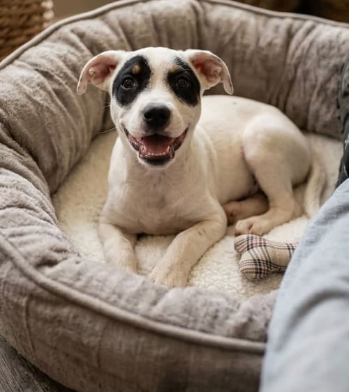 GRAVY - Terrier available for adoption