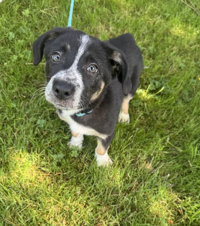 Walnut - Adoption Pending Image