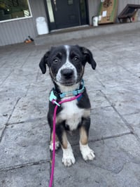 Walnut - Adoption Pending - Photo 2