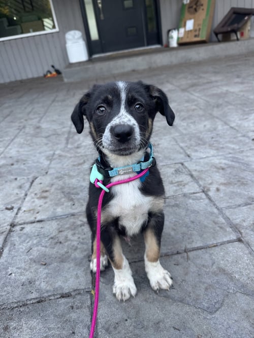 WALNUT - ADOPTION PENDING - Border Collie available for adoption