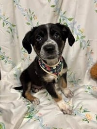 Walnut - Adoption Pending - Photo 3