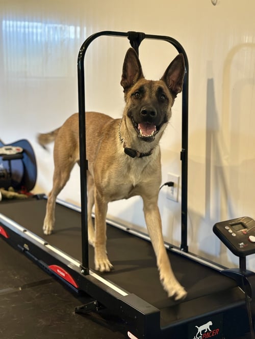 GAIA - German Shepherd Dog / Belgian Shepherd Malinois for adoption in Seattle
