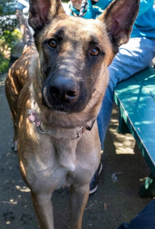 GAIA - German Shepherd Dog / Belgian Shepherd Malinois available for adoption