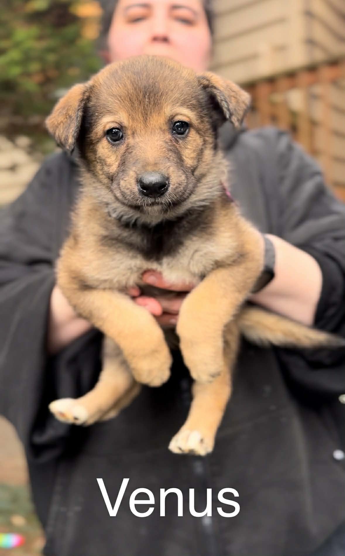 VENUS - German Shepherd Dog / Belgian Shepherd Malinois available for adoption