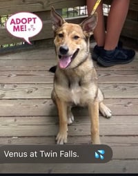 Venus - Photo 1