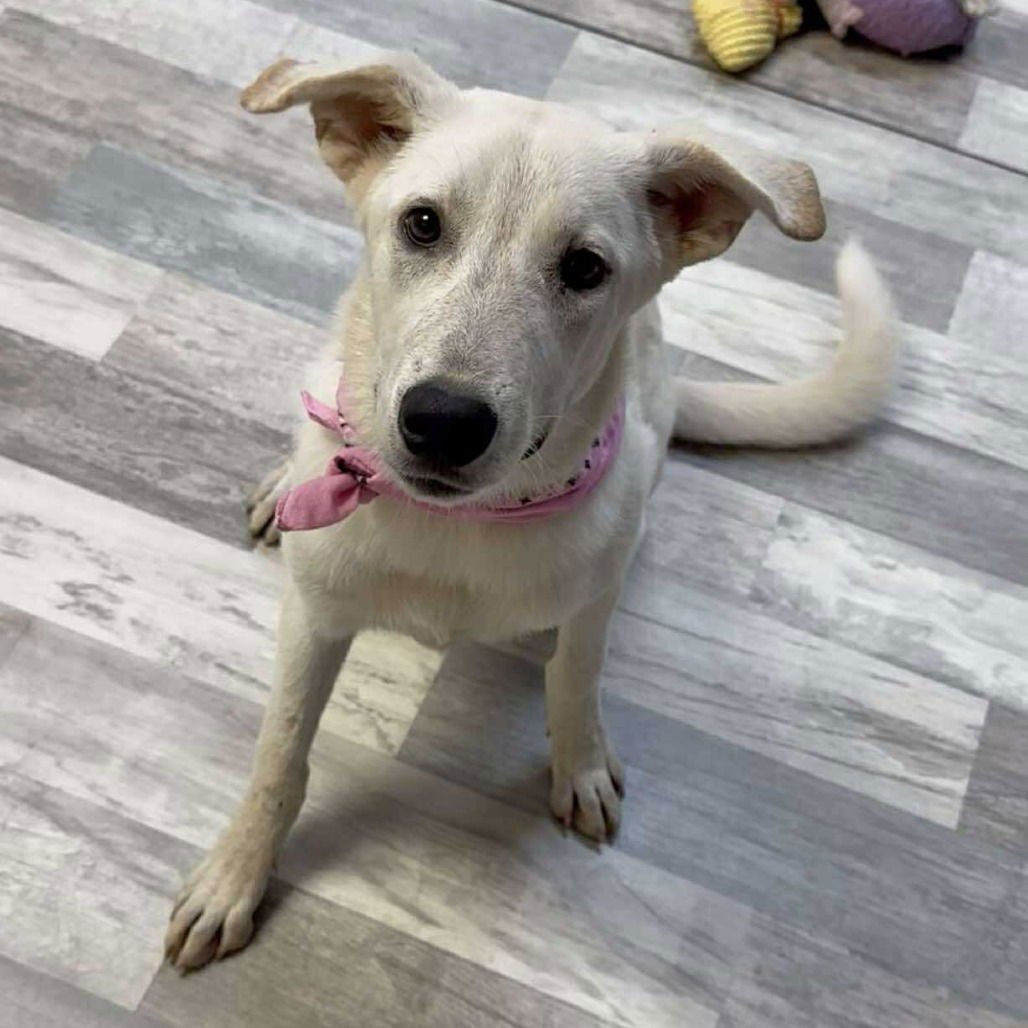 * JESSE - ADOPTION PENDING - Great Pyrenees / Labrador Retriever available for adoption