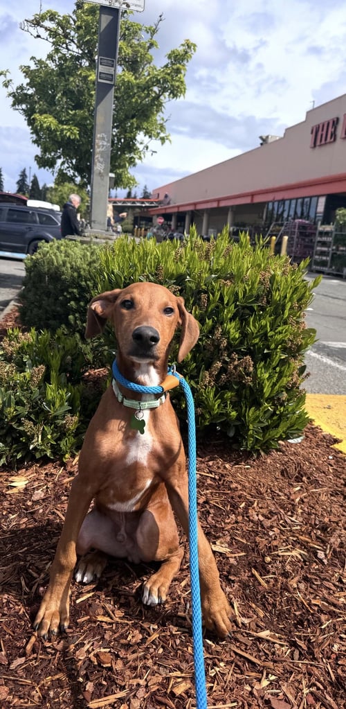 FLINT - Doberman Pinscher / Hound available for adoption