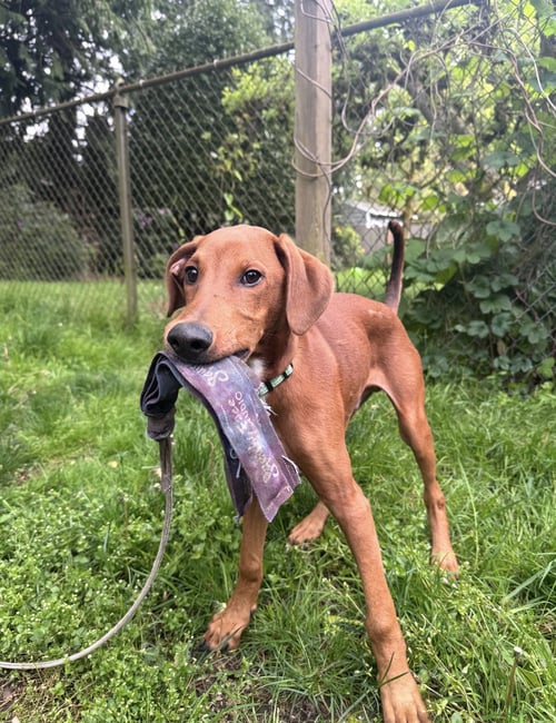 FLINT - Doberman Pinscher / Hound available for adoption