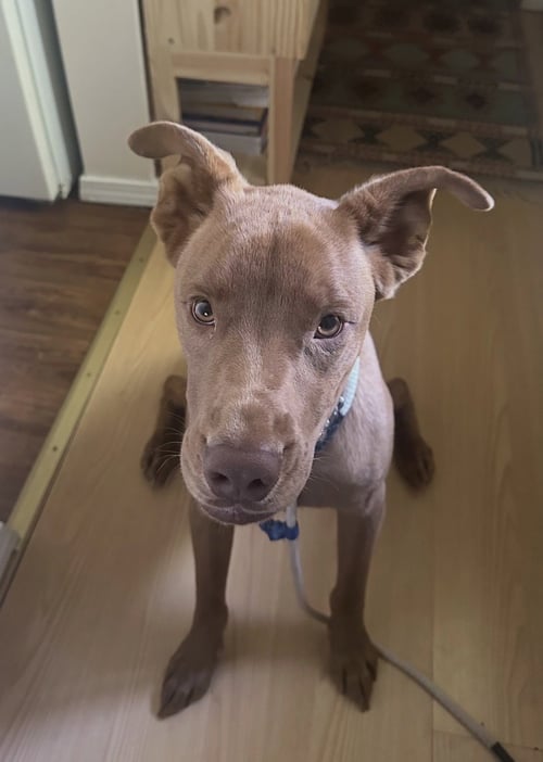 ROOKIE - Pit Bull Terrier available for adoption
