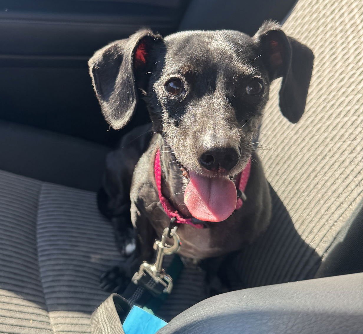 SASCHA - Chihuahua / Dachshund available for adoption