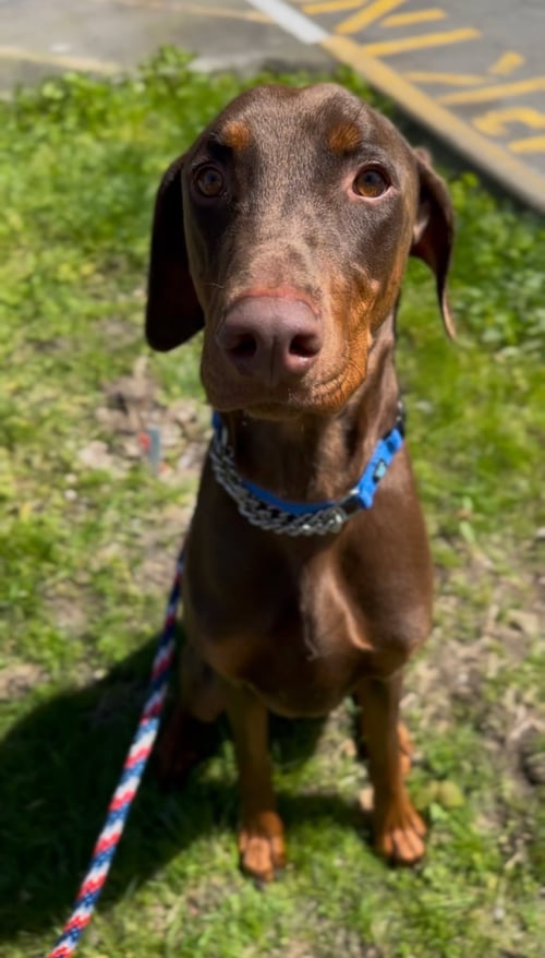 ANDRE - Doberman Pinscher available for adoption