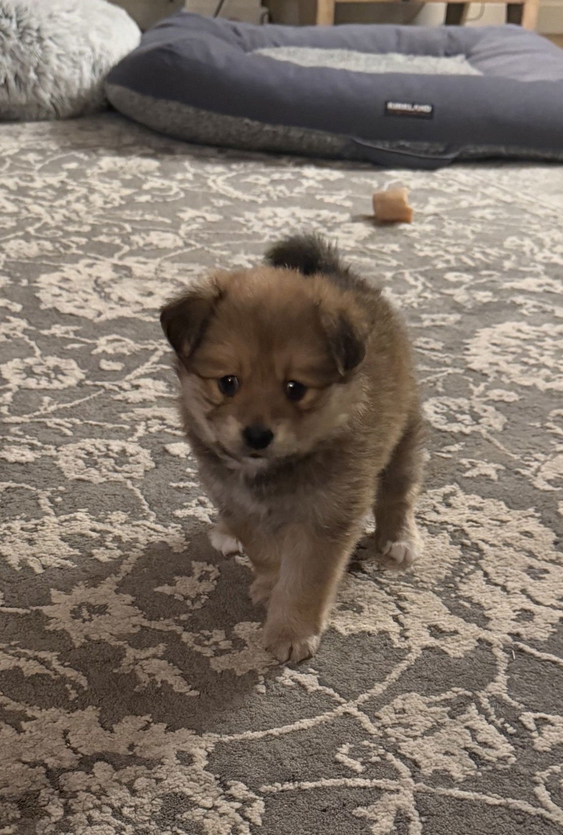 FISHER - Chihuahua / Pomeranian available for adoption