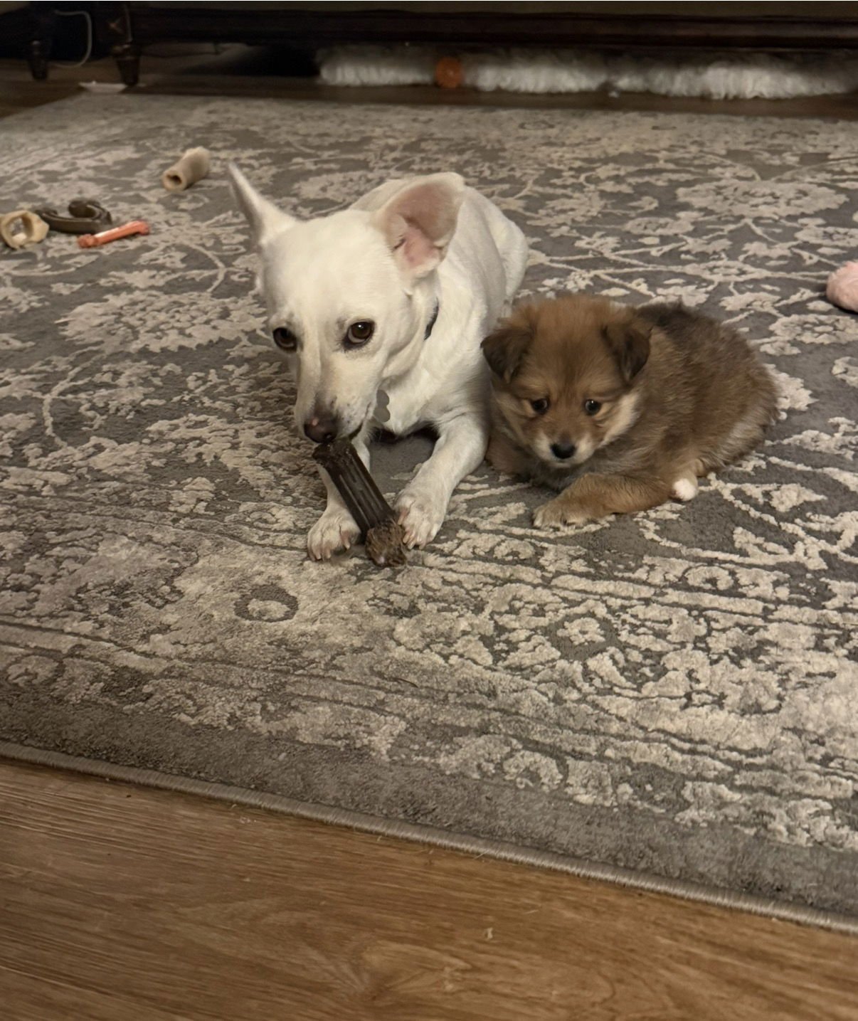 FISHER - Chihuahua / Pomeranian available for adoption