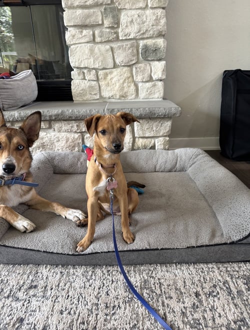 MEEKA - Terrier available for adoption