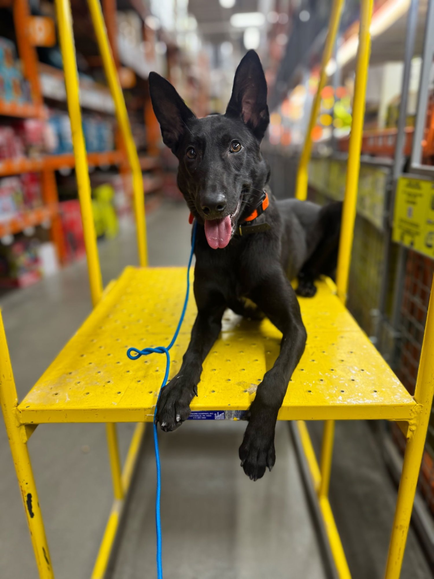 HEDDY - Dutch Shepherd / Belgian Shepherd Malinois available for adoption
