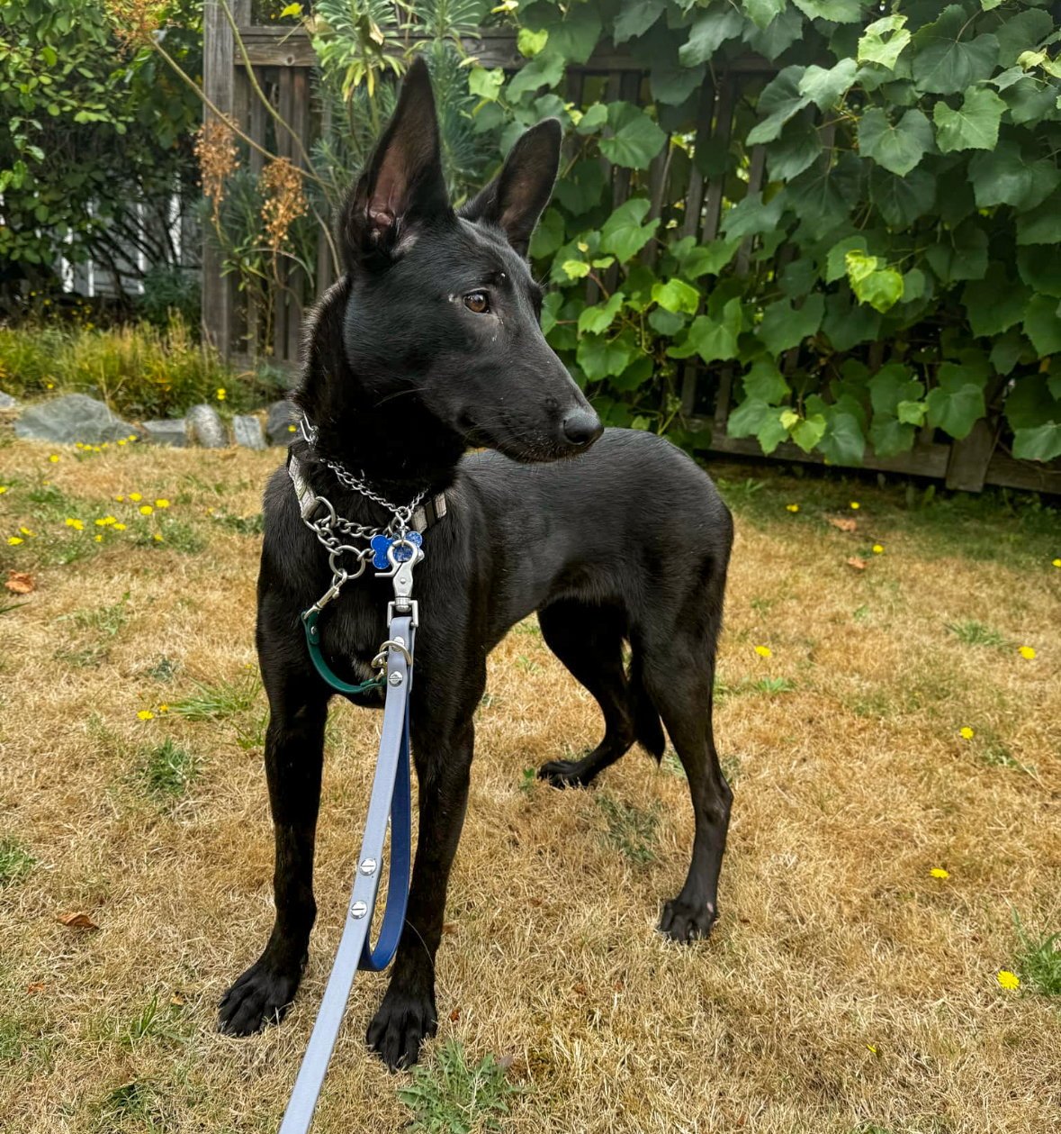 HEDDY - Dutch Shepherd / Belgian Shepherd Malinois available for adoption