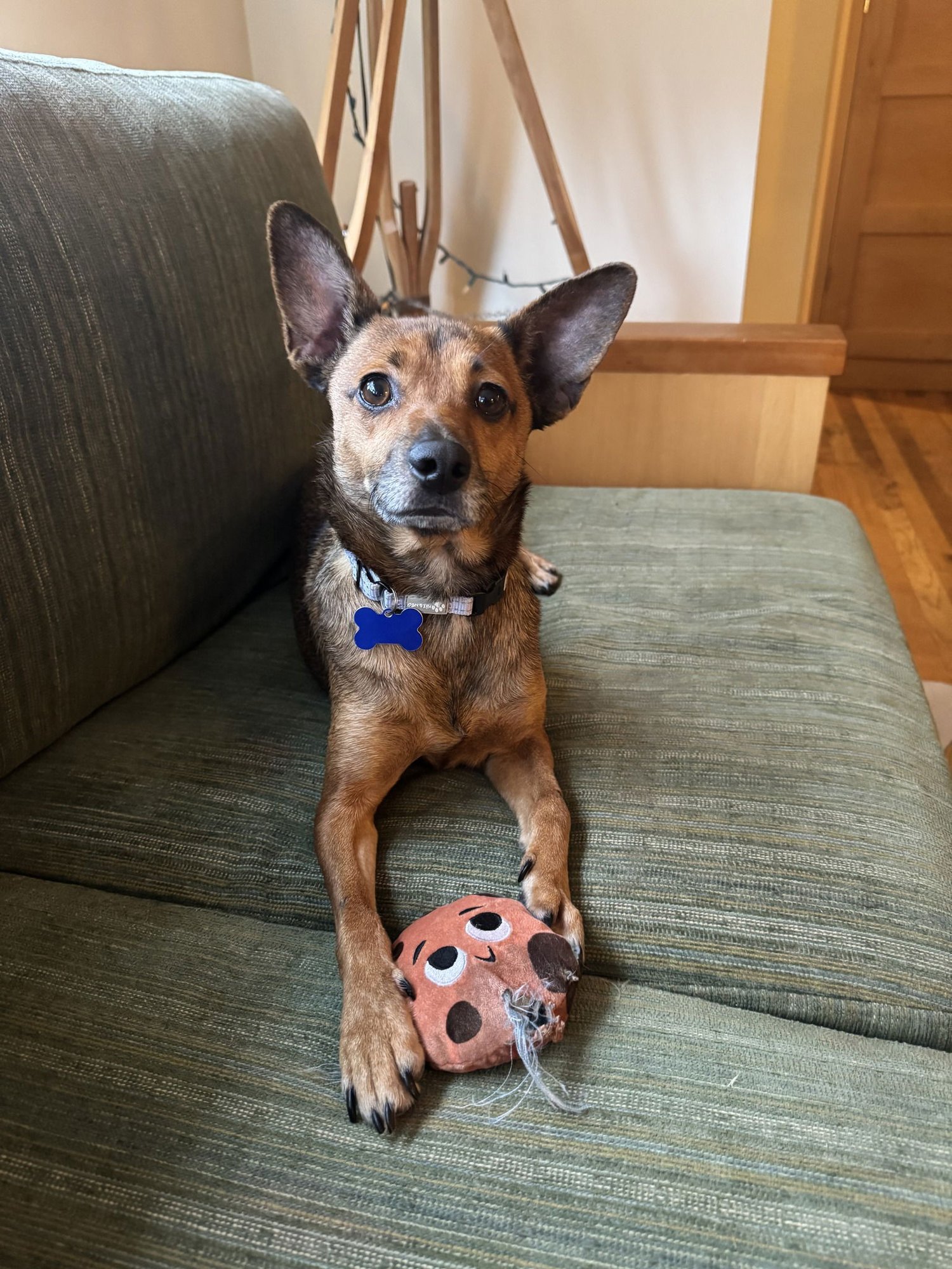 * JUNIPER - PENDING - Cattle Dog / Chihuahua available for adoption