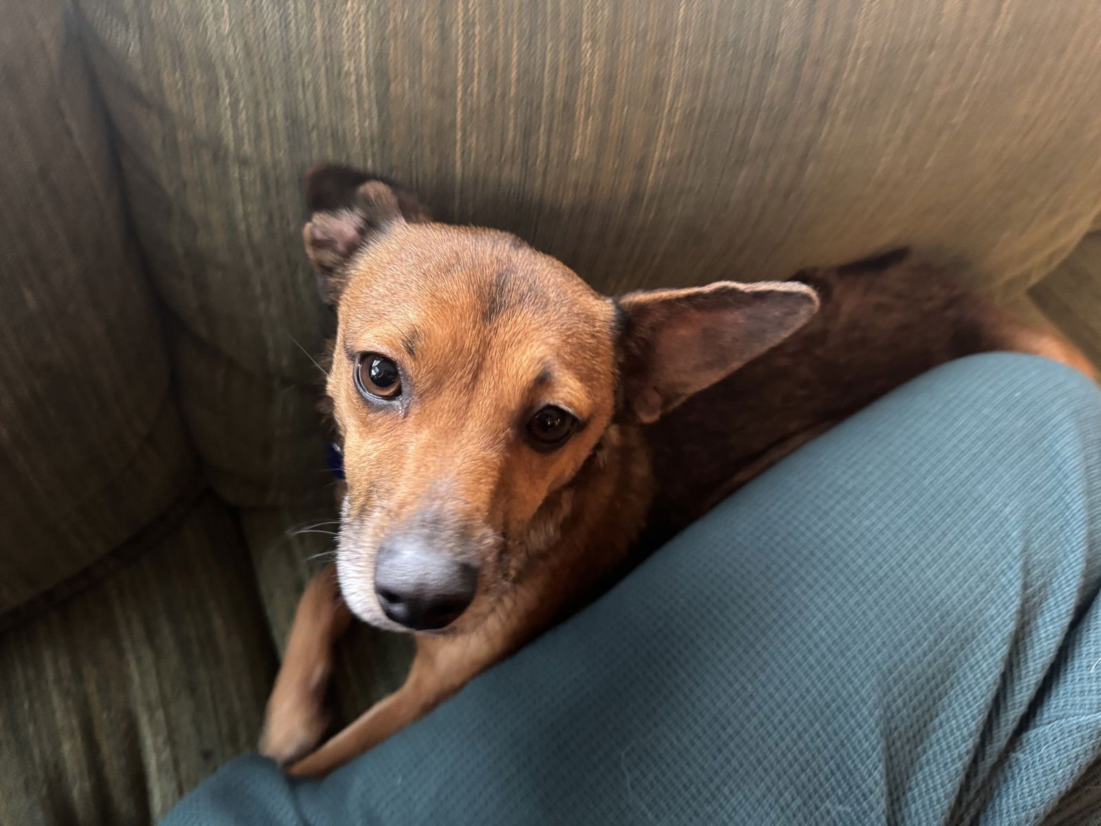 * Juniper - PENDING - Photo 3