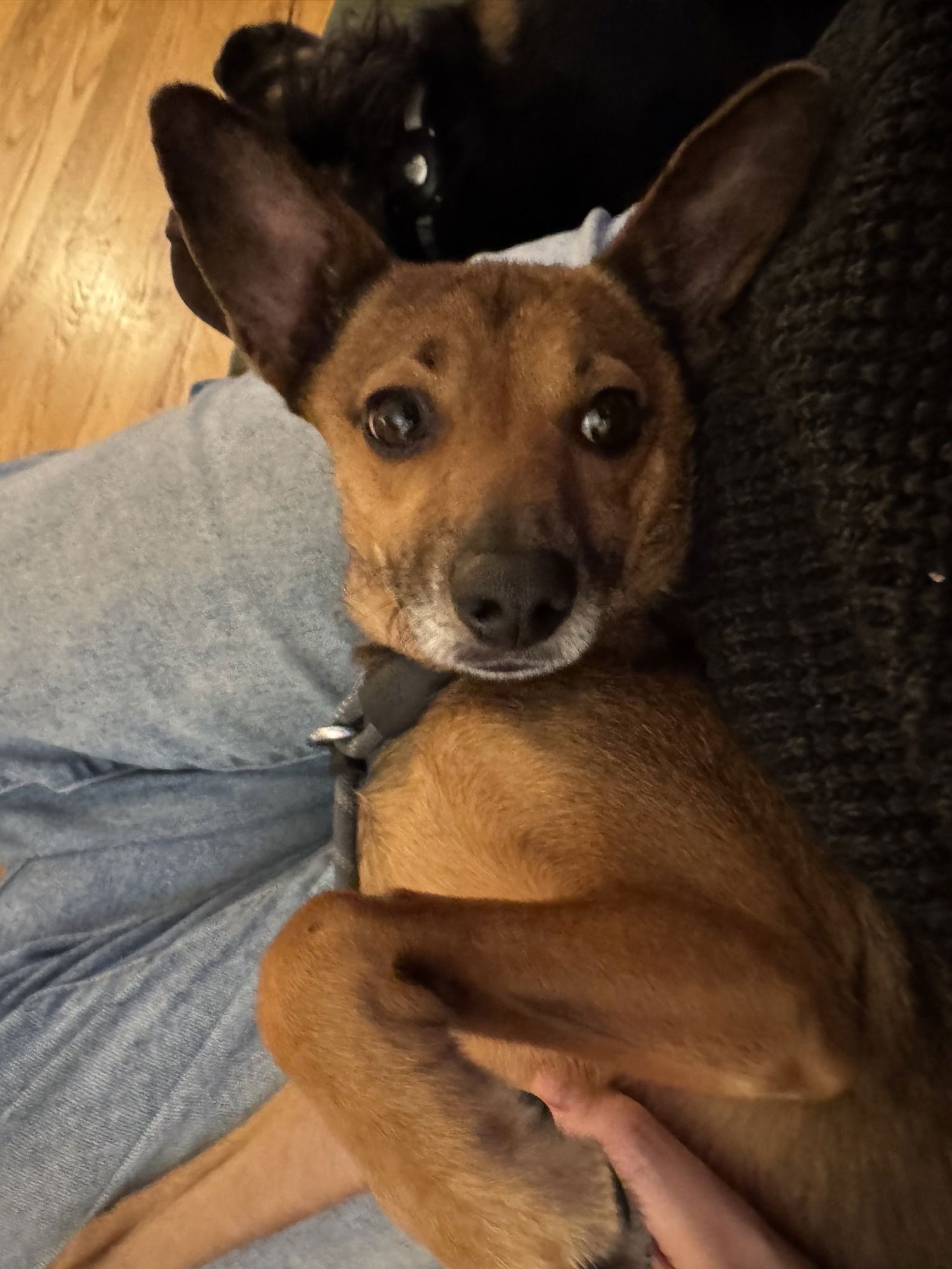 * Juniper - PENDING - Photo 4