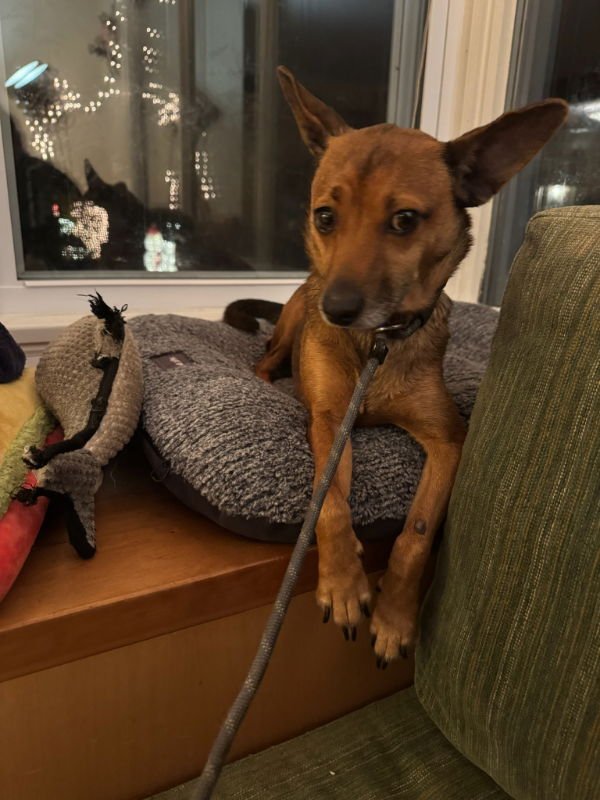 * Juniper - PENDING - Photo 5