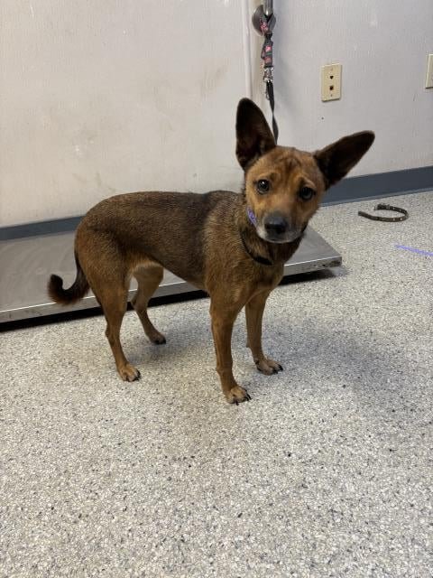 * Juniper - PENDING - Photo 6