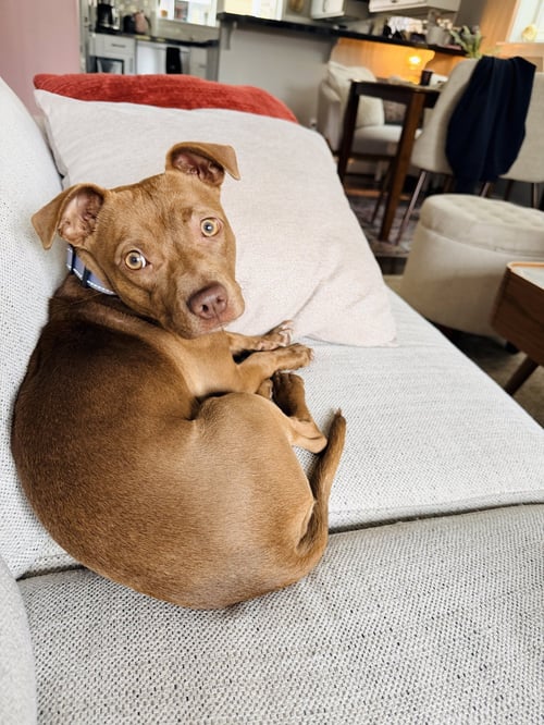 ROUX - ADOPTION PENDING