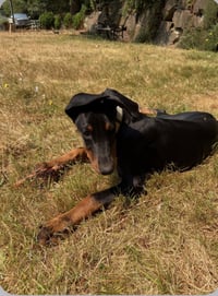 Black Betty - Photo 2