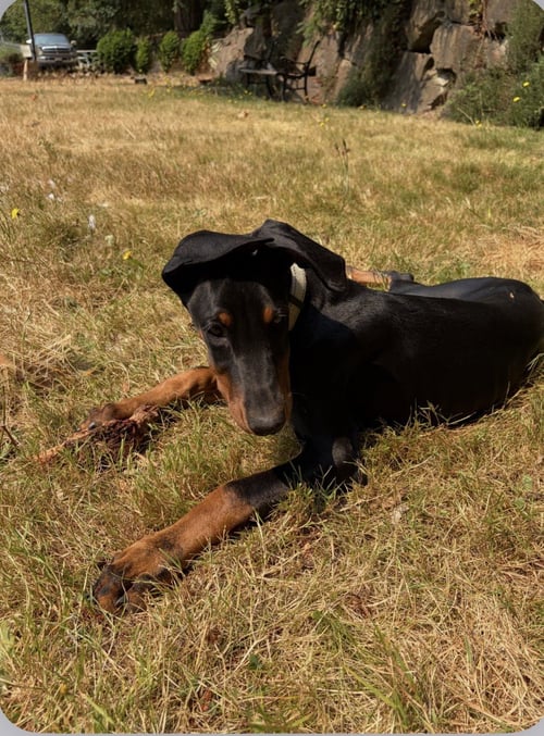 BLACK BETTY - Doberman Pinscher available for adoption