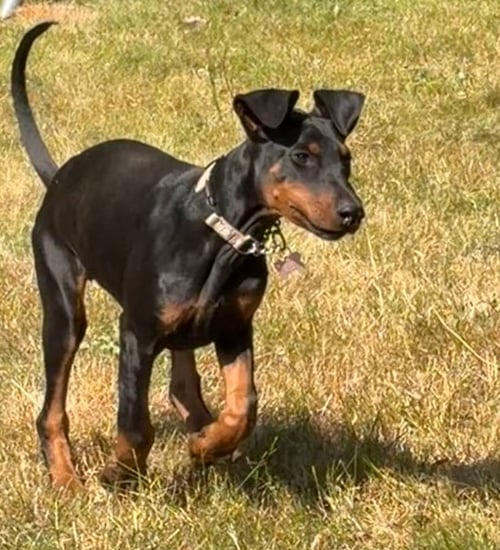BLACK BETTY - Doberman Pinscher available for adoption