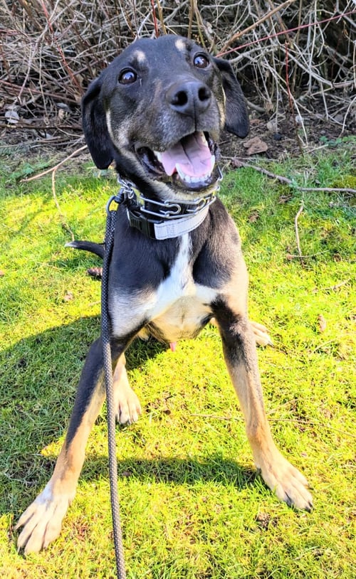 MAC - Hound for adoption in Seattle