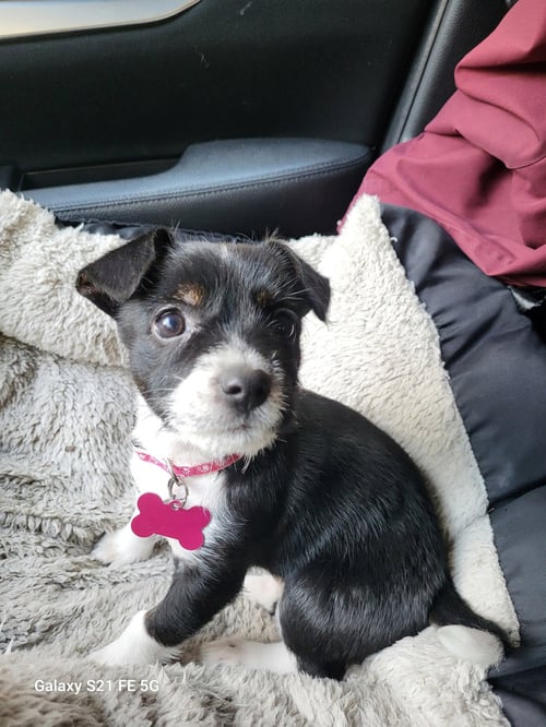 BABS - Terrier available for adoption