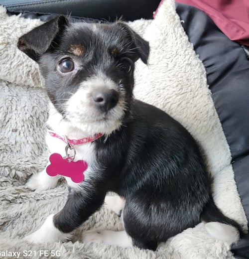 BABS - Terrier available for adoption